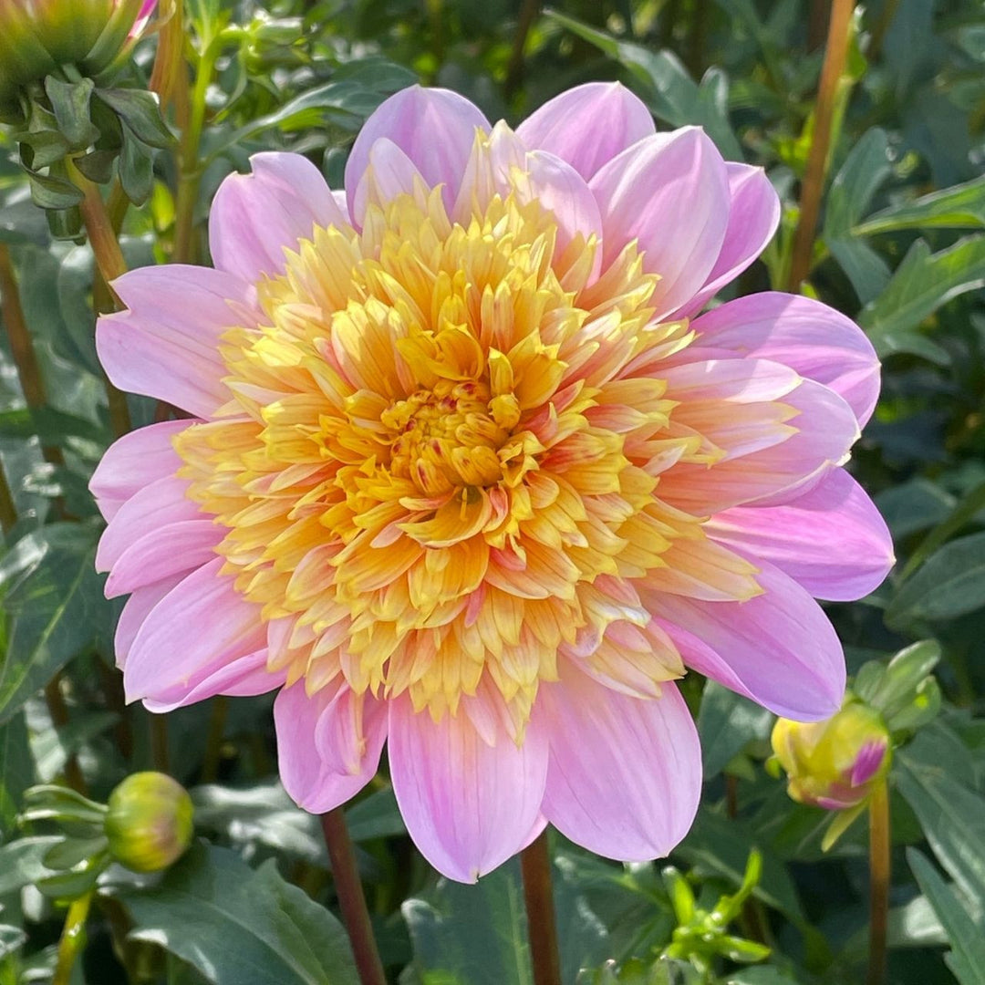 Anemone Dahlia Tuber: Lifestyle