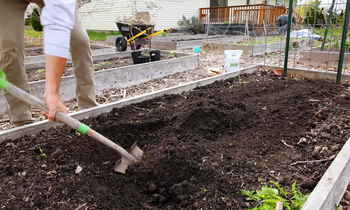 A man amending garden soil before planting radishes.