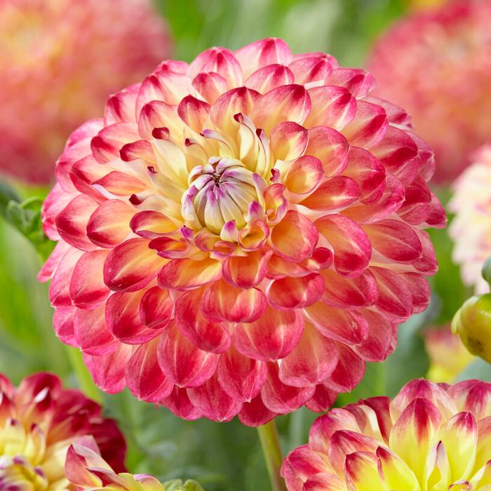 Ball Dahlia Tuber: Jowey Arenda
