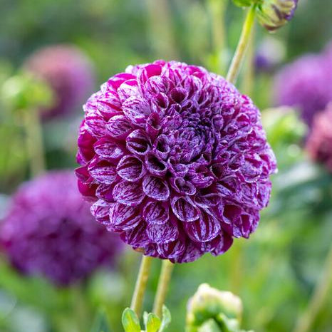 Ball Dahlia Tuber: Marble Ball
