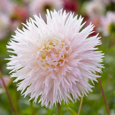 Cactus Dahlia Tuber: Nadia Ruth