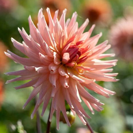 Cactus Dahlia Tuber: Preference
