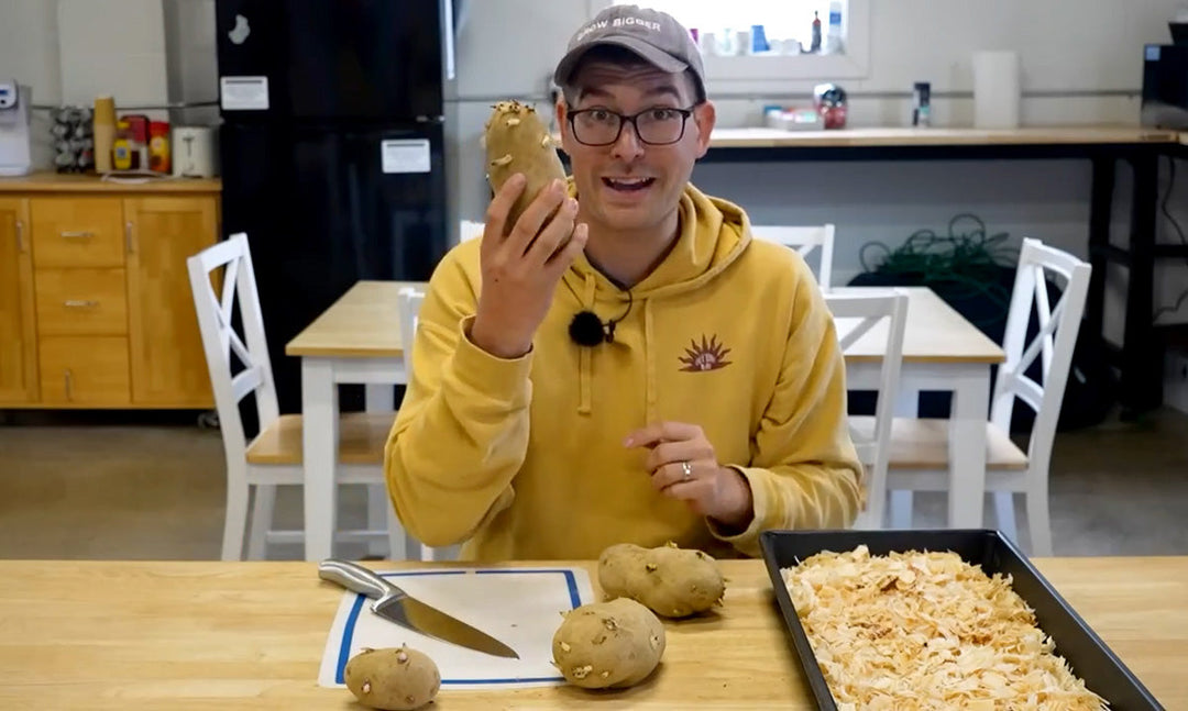 A man chitting potatoes before planting.
