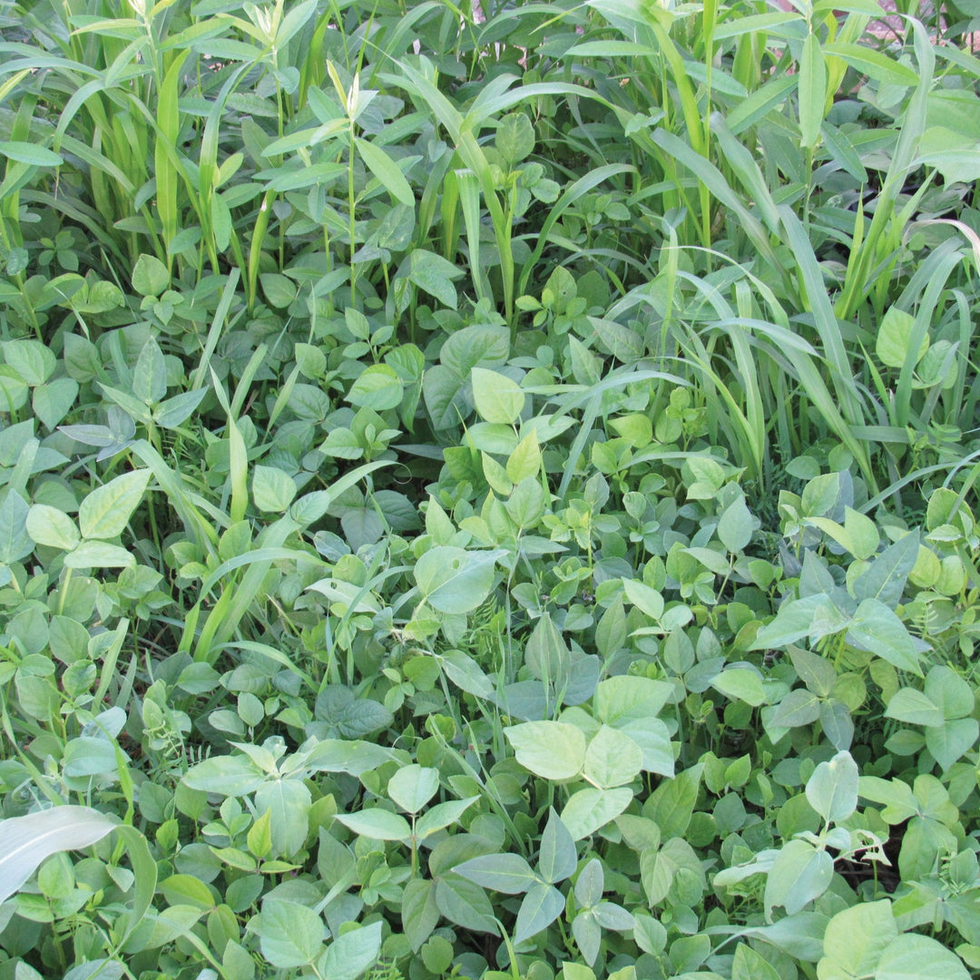 Cover Crop Mix : 1/4 Pound