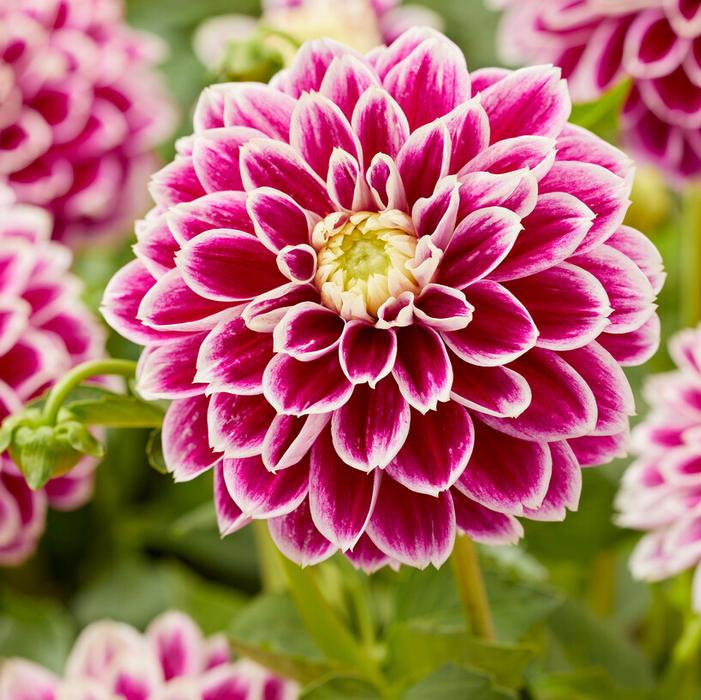 Decorative Dahlia Tuber: Jowey Paradise