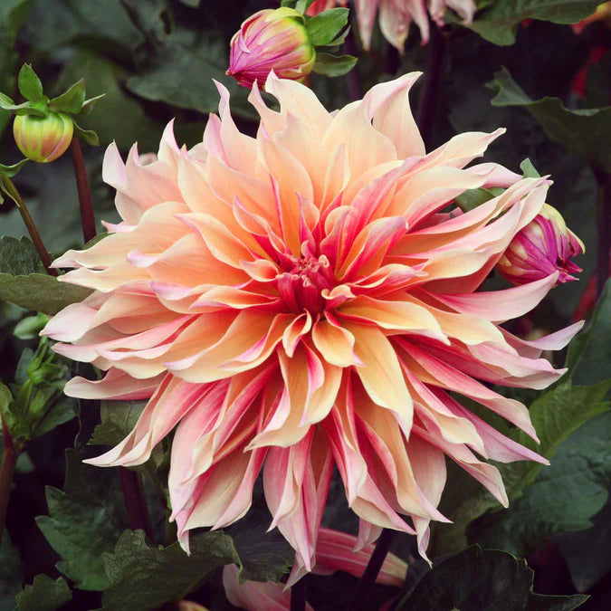 Decorative Dahlia Tuber: Labyrinth