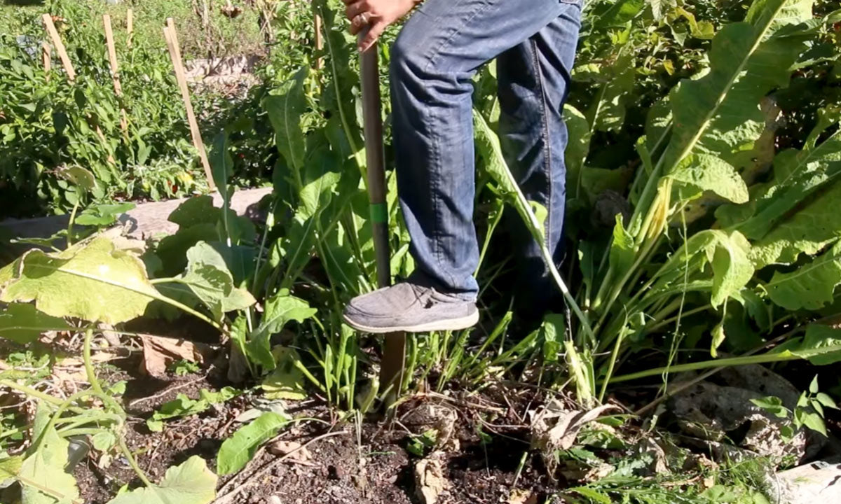 A man digging up horseradish roots.