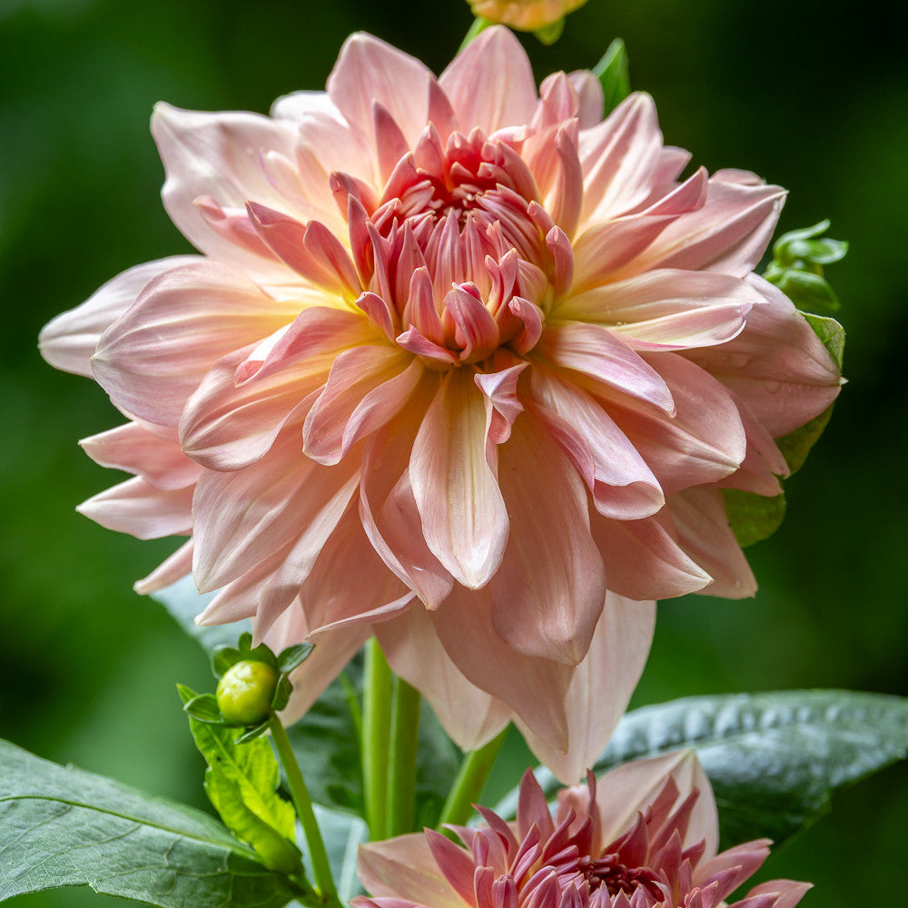 Dinnerplate Dahlia Tuber: Fairway Pilot