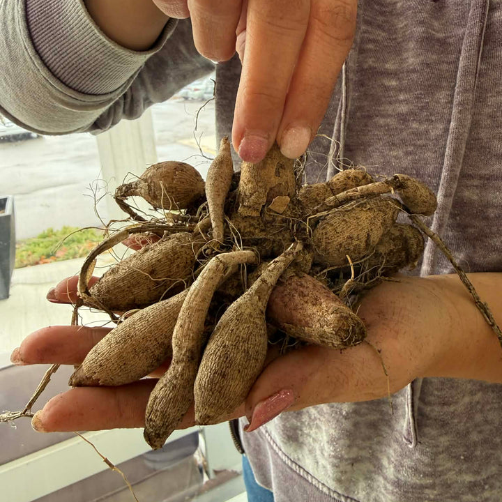 Cactus Dahlia Tuber: Preference