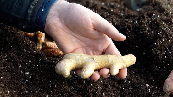 A man showing how to grow ginger at home. 