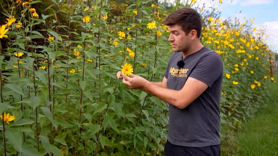 A man identifying wild Jerusalem artichokes.
