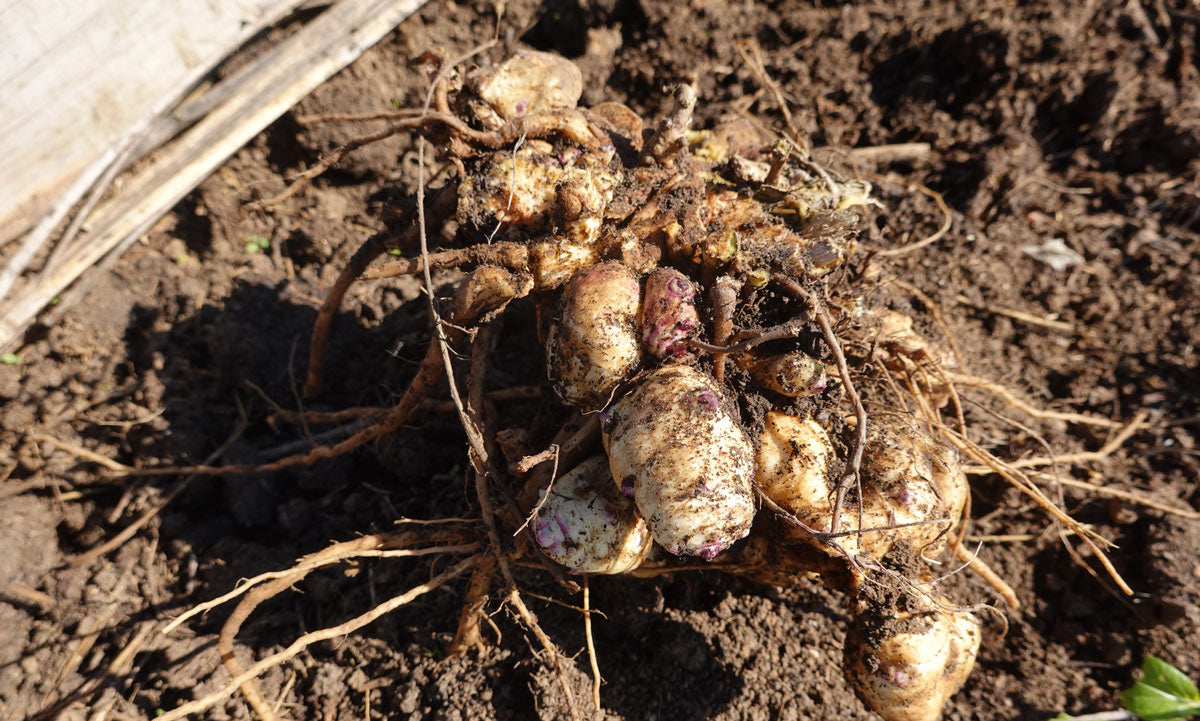 Harvesting Jerusalem artichokes.