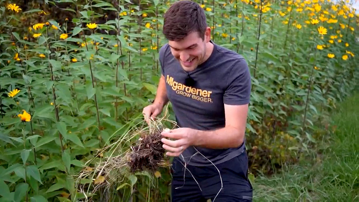 A man foraging for wild Jerusalem artichoke tubers.