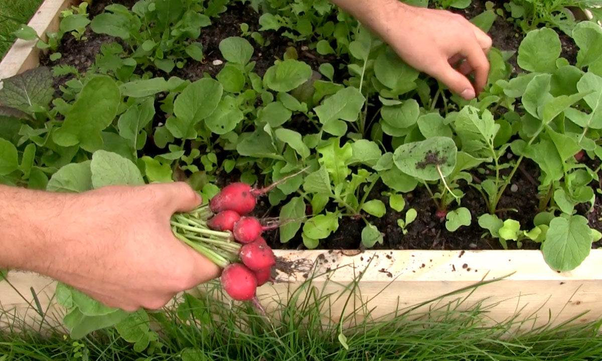 A person harvesting radishes in a garden.