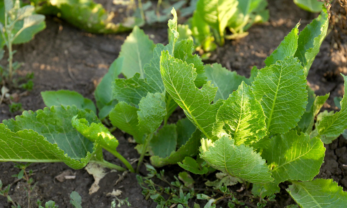 A growing horseradish plant.