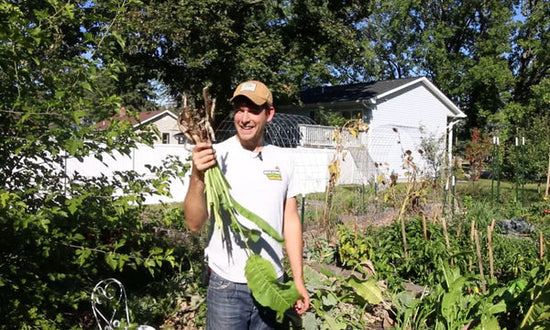 A man holding horseradish that he grew in his garden.