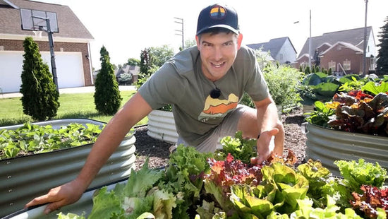 A man kneeling by a beautiful garden bed of lettuce.