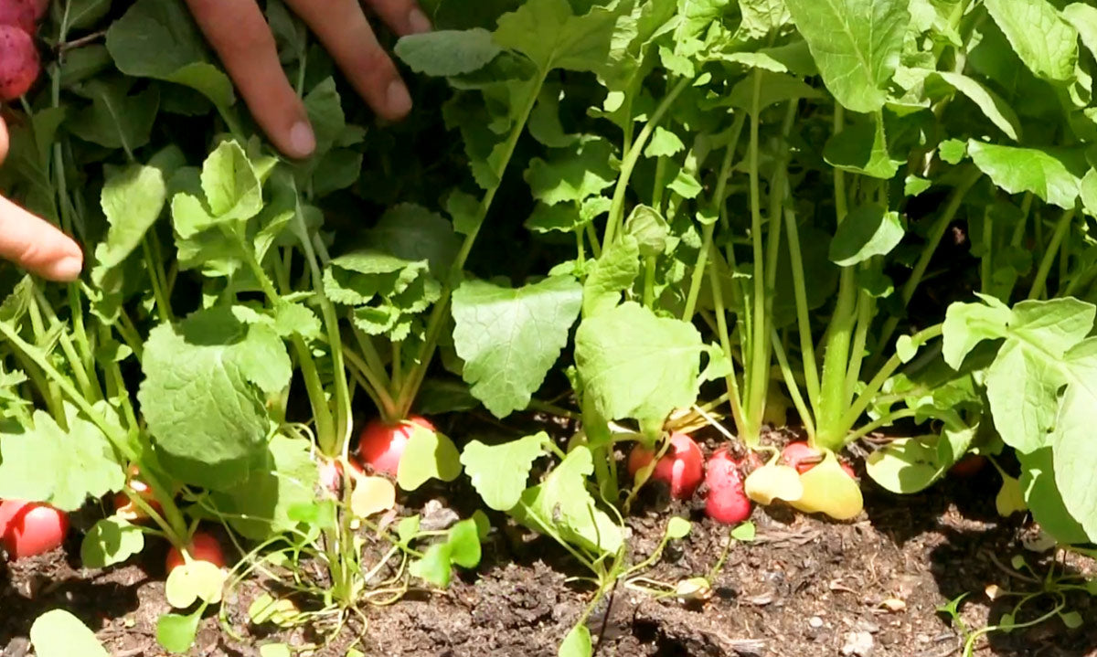 A man showing how to grow radishes.