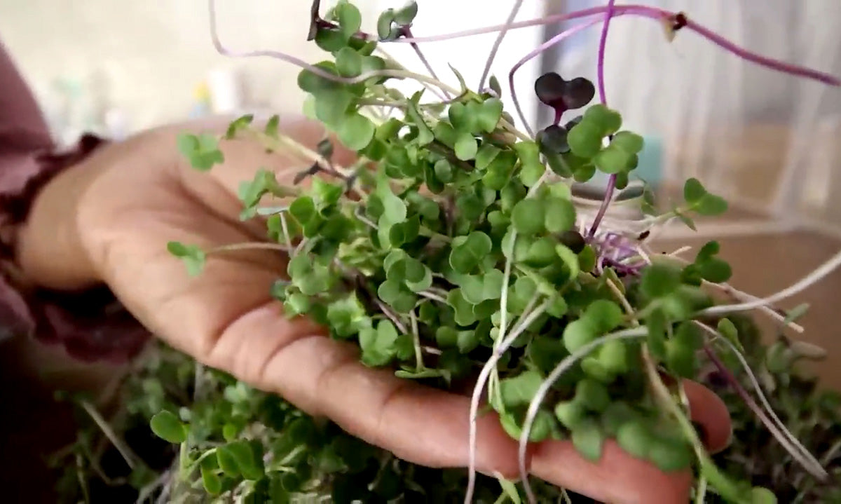 A person harvesting fresh microgreens.