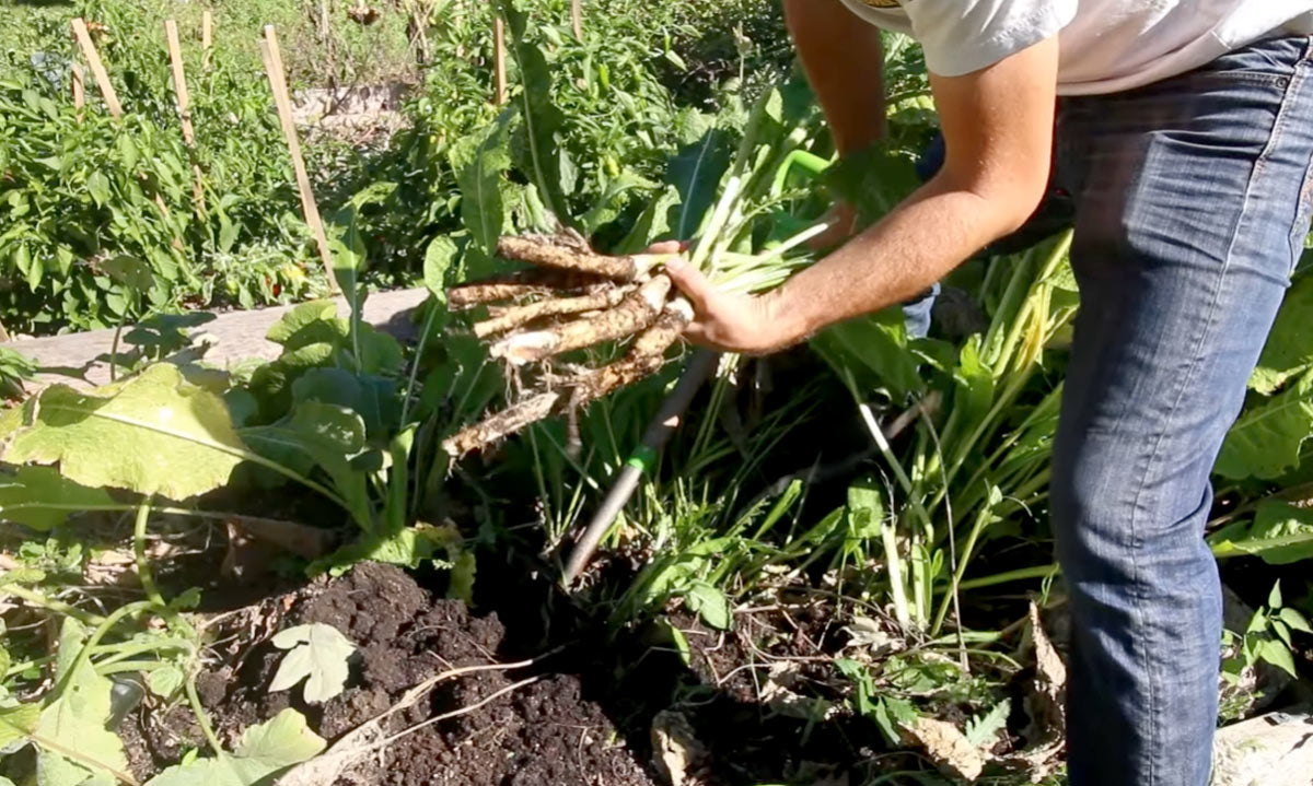 A man showing his harvest of horseradish.