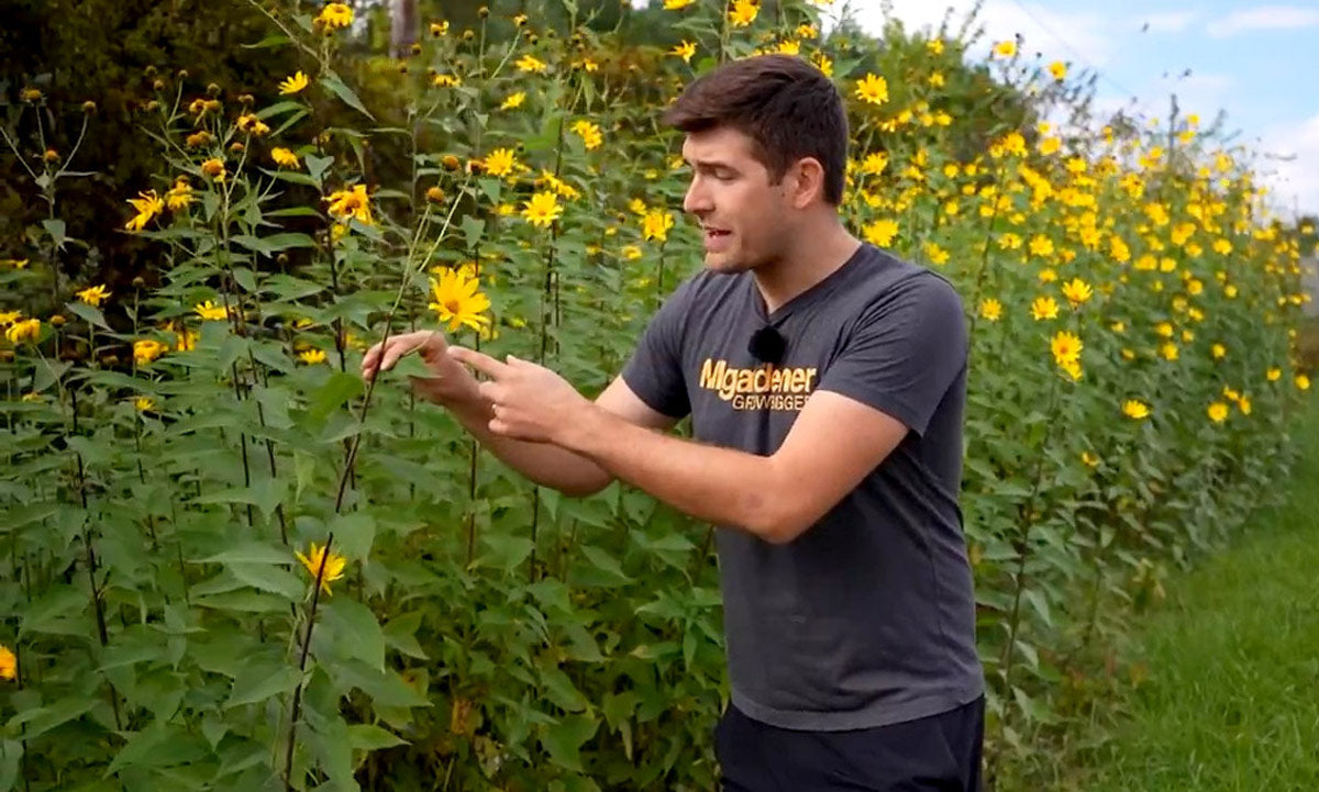 A man explaining how to identify Jerusalem artichokes.