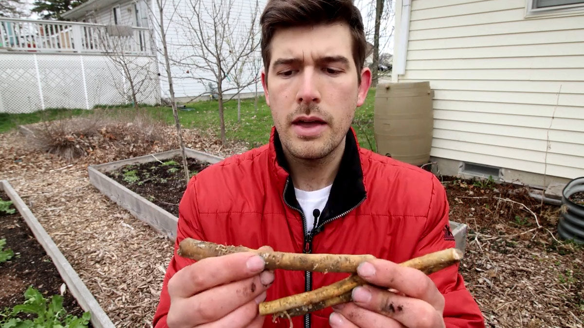 A man explaining how to plant horseradish.