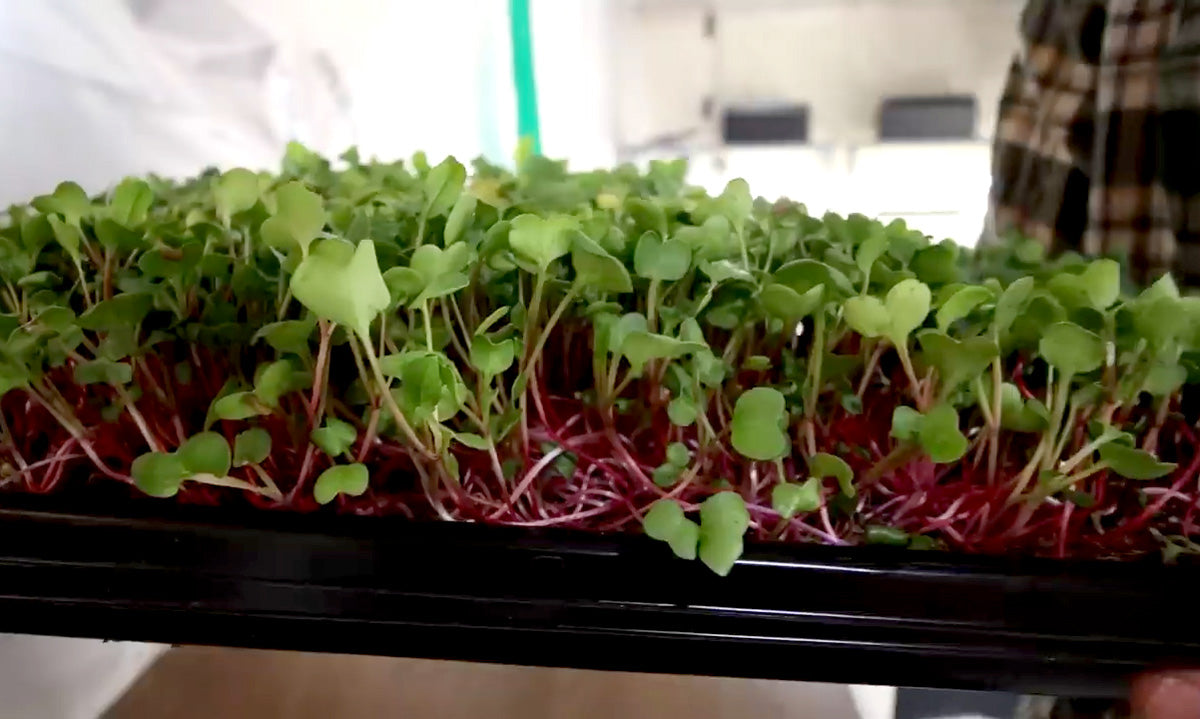 A man growing microgreens indoors.