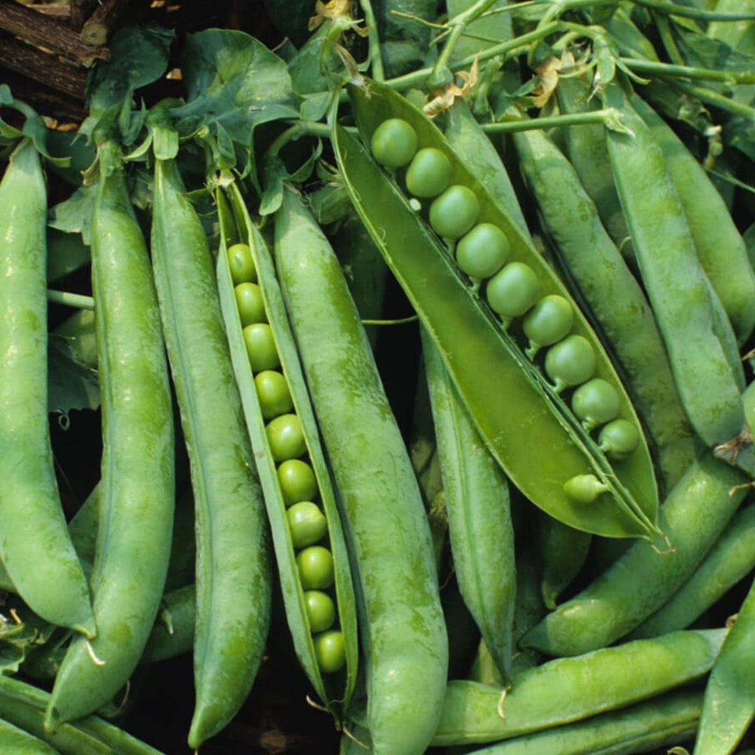 Green Arrow Pea : 1/4 Pound