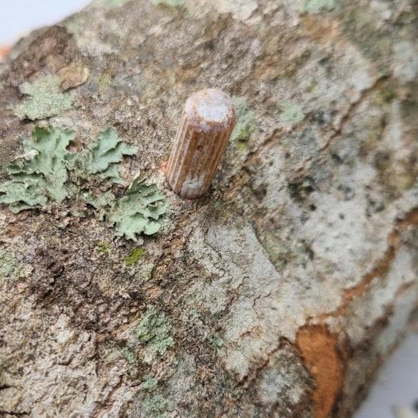 Organic Chestnut Mushroom Plug Spawn