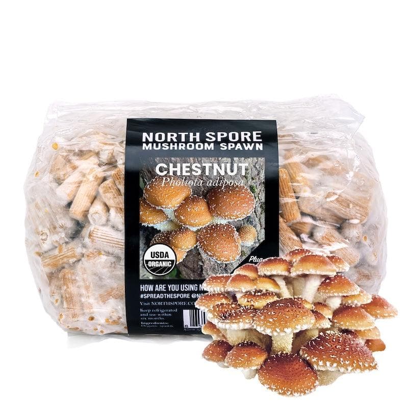 Organic Chestnut Mushroom Plug Spawn