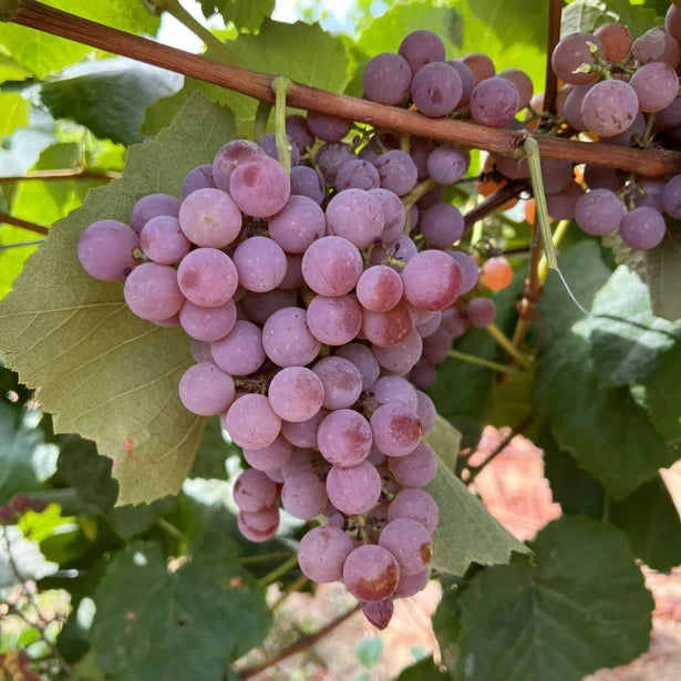 Reliance Seedless Grape