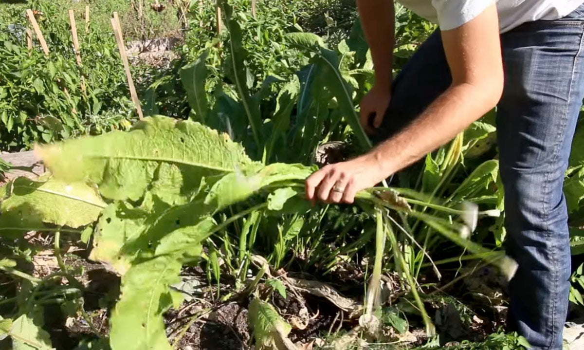 A man removing the leaves of a horseradish plant.