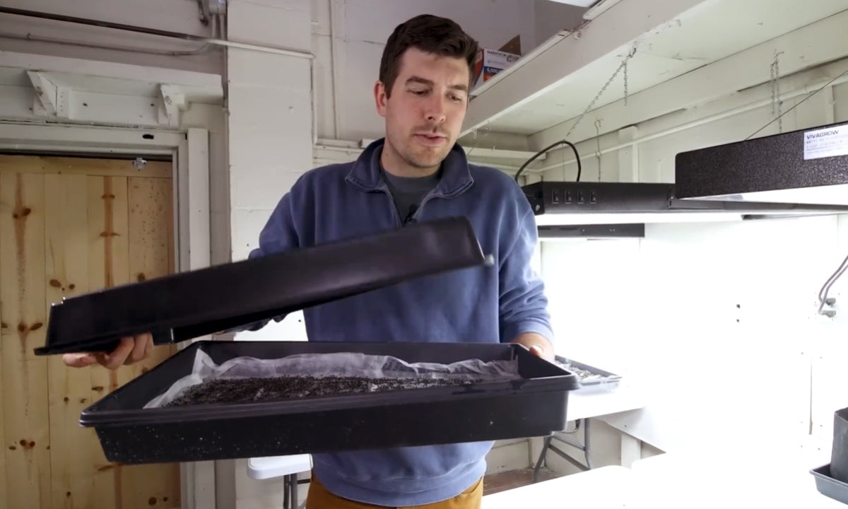 A man covering a tray of microgreen seeds.
