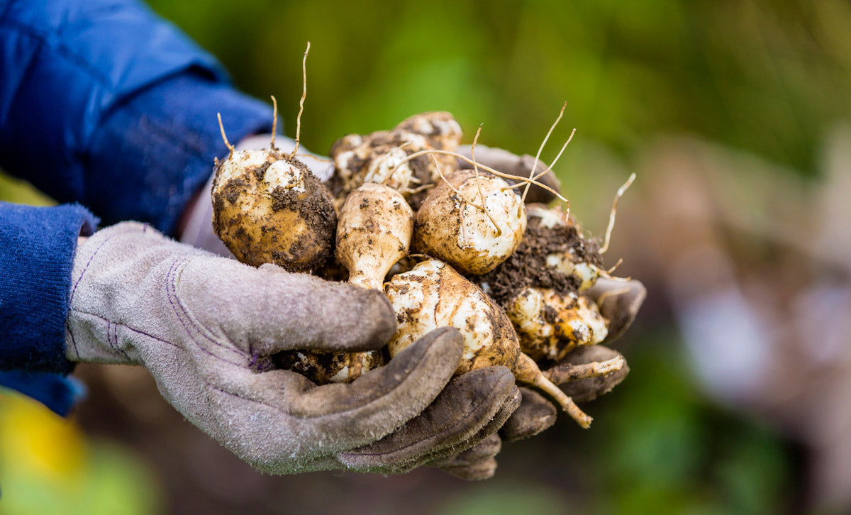A person holding a fresh harvest of Jerusalem artichokes.