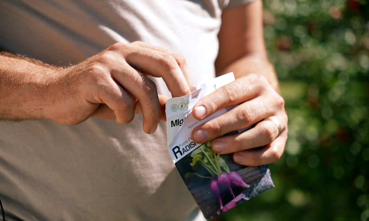 A man preparing to plant radishes in the spring.