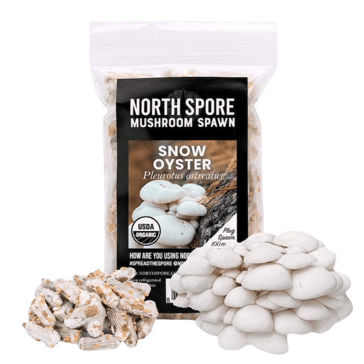Organic Snow Oyster Mushroom Plug Spawn