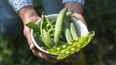 A person holding a bowl of freshly harvested green peas.